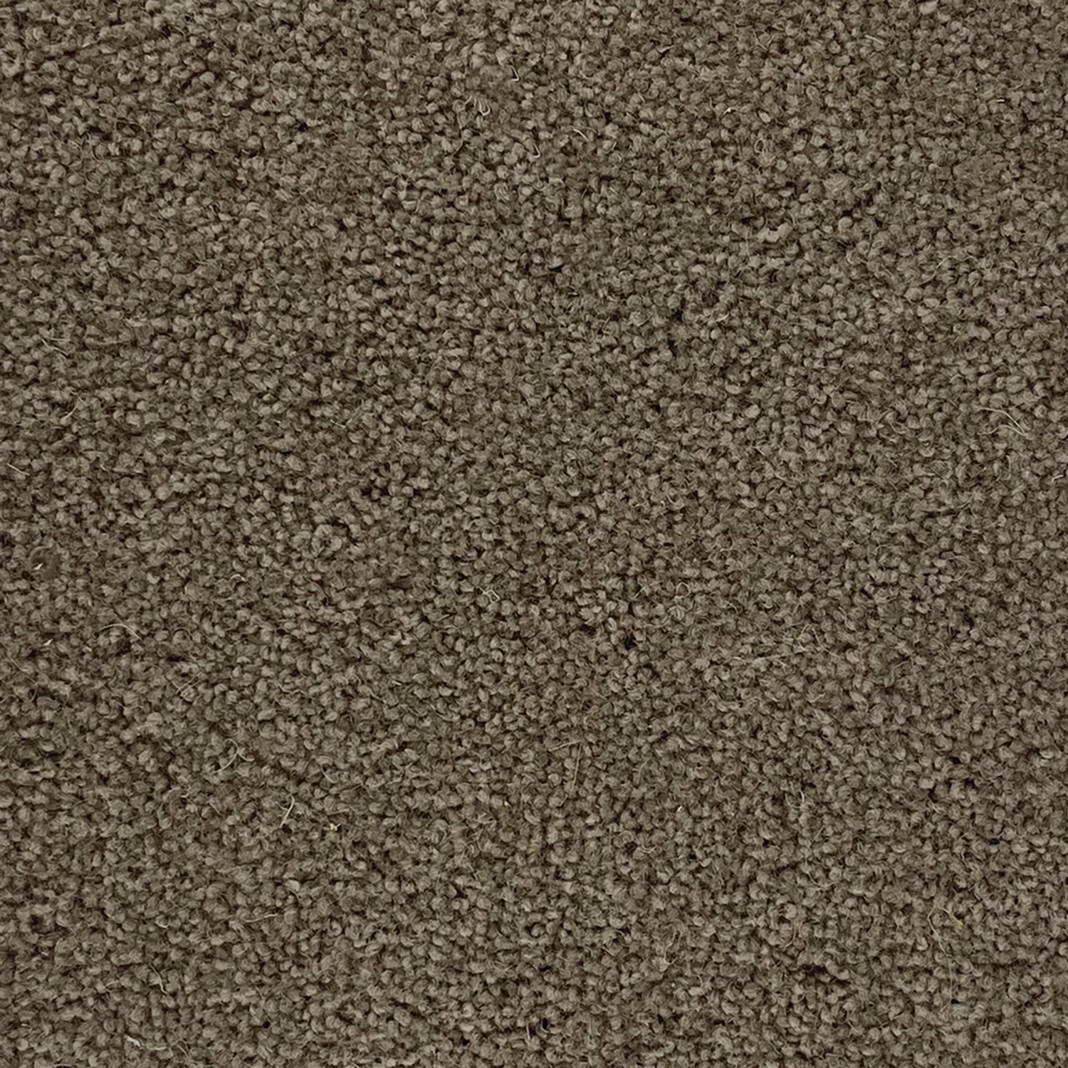 Penthouse Carpets 50oz Super Maxim 80% Wool Blend Twist Pile Carpet